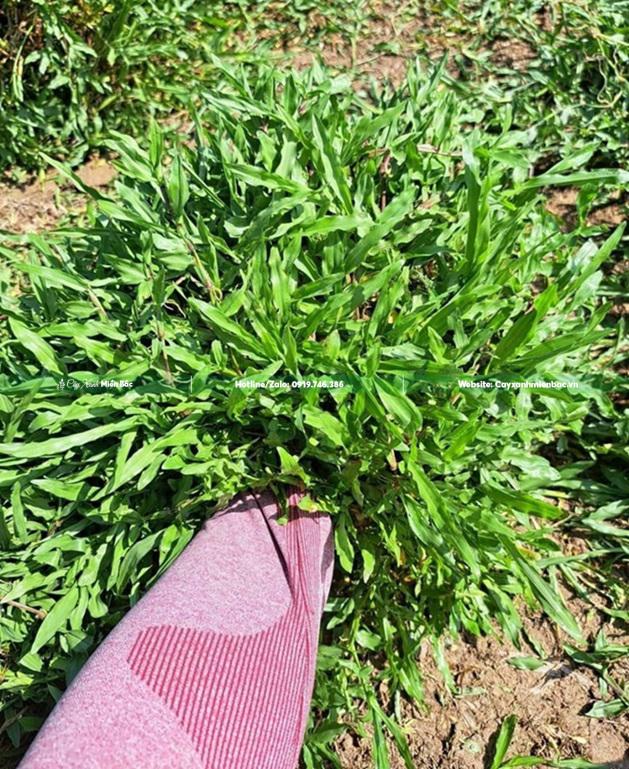 cỏ lá tre công trình